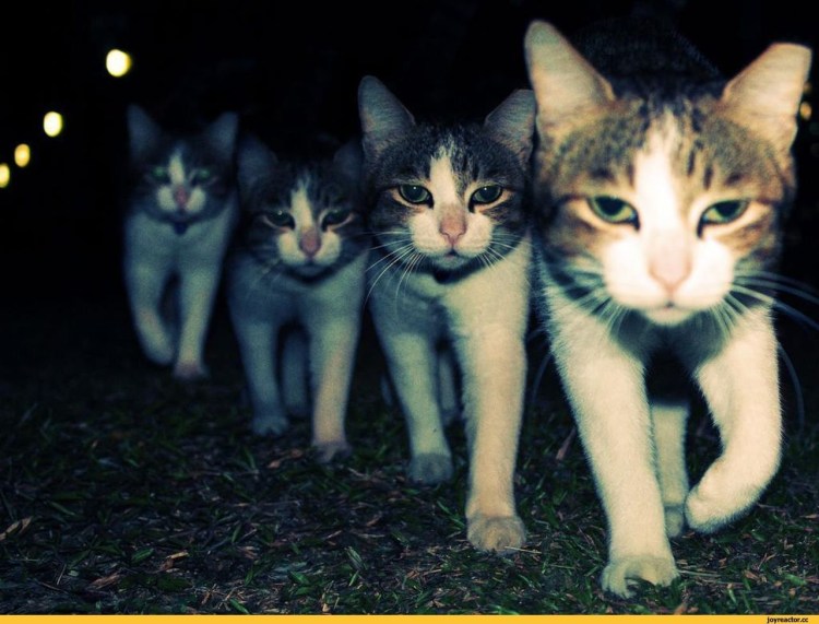 Смешное лицо кота