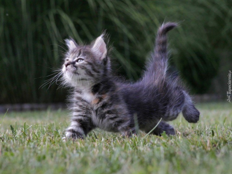 Люблю котика