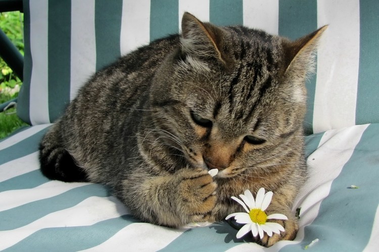 Удивленный кот