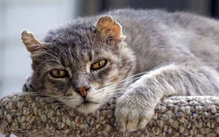 Калифорнийская сияющая кошка