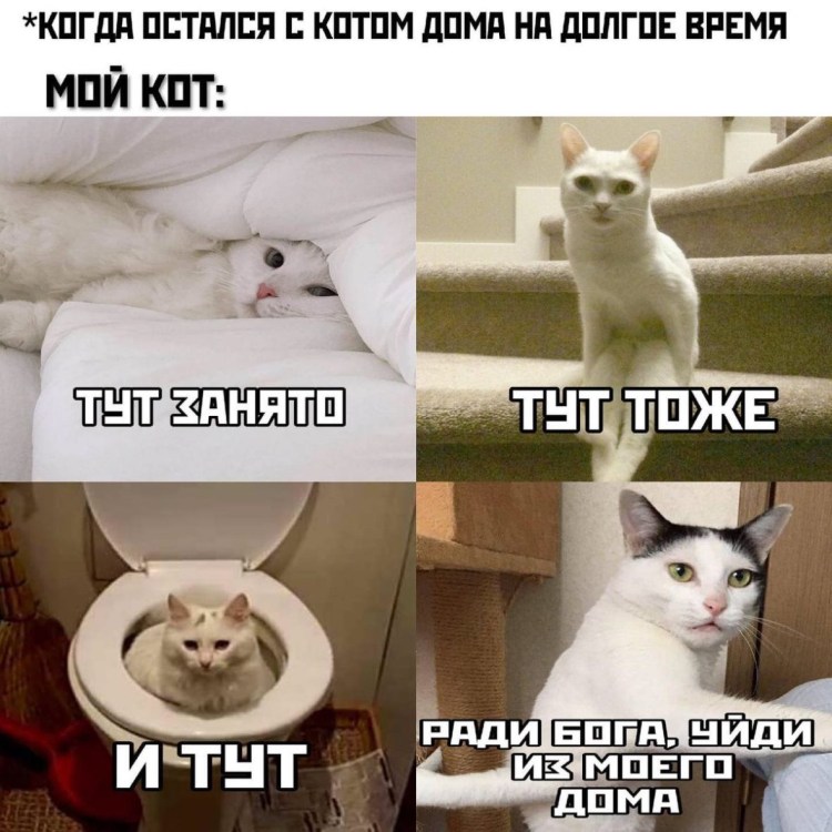 Кот летит