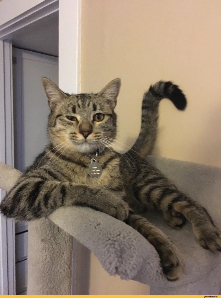 Красивые кошки