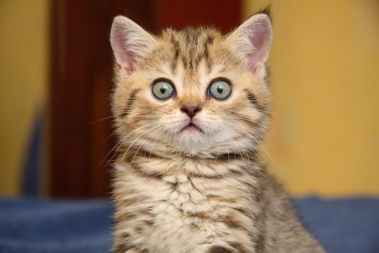 Кошка Венера Химера