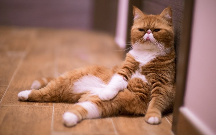 Кот улыбается