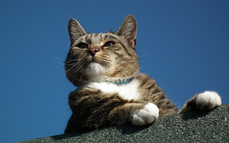 Прикольные картинки котов на аву