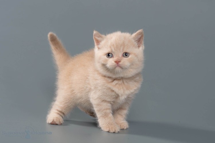 Кот британец кремовый