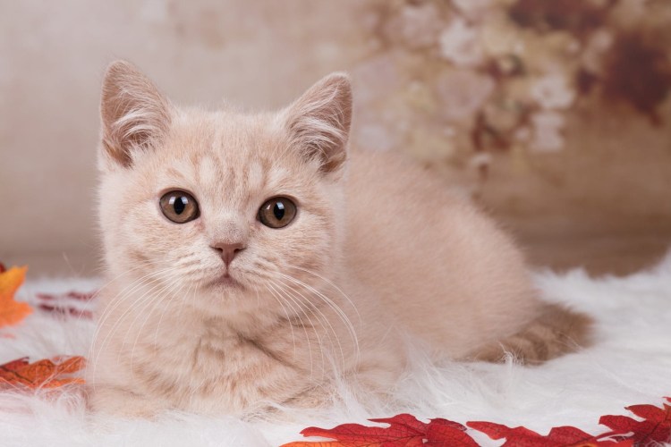 Британский котенок палевый
