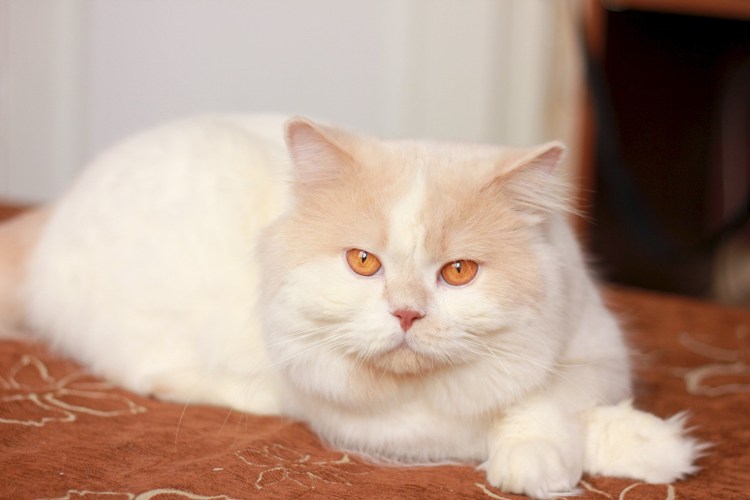 Британский кот кремовый биколор