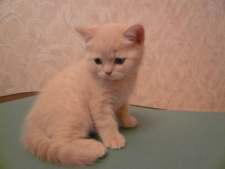 Персиковый шотландский кот прямоухий
