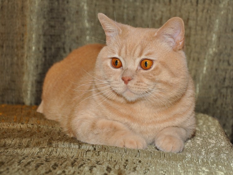 Британский кот прямоухий персиковый