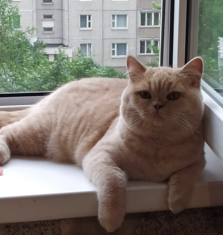 Британец кремовый табби