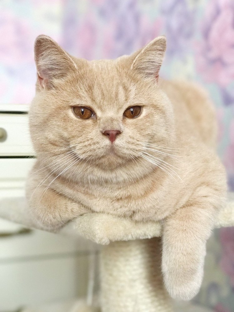 Кот британский гладкошерстный палевый