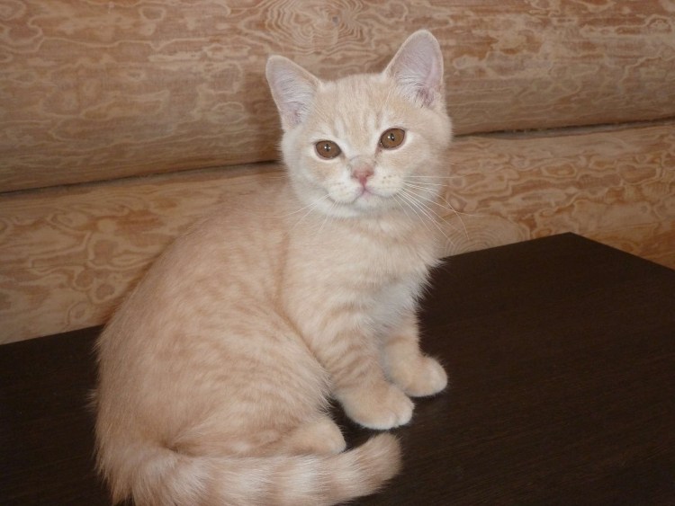 Кот шотландский прямоухий палевый