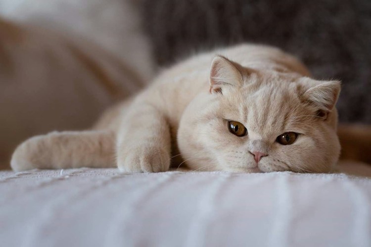 Кот британец кремовый