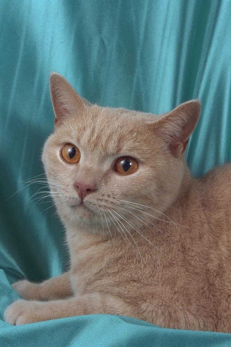 Шотландский кот прямоухий бежевый