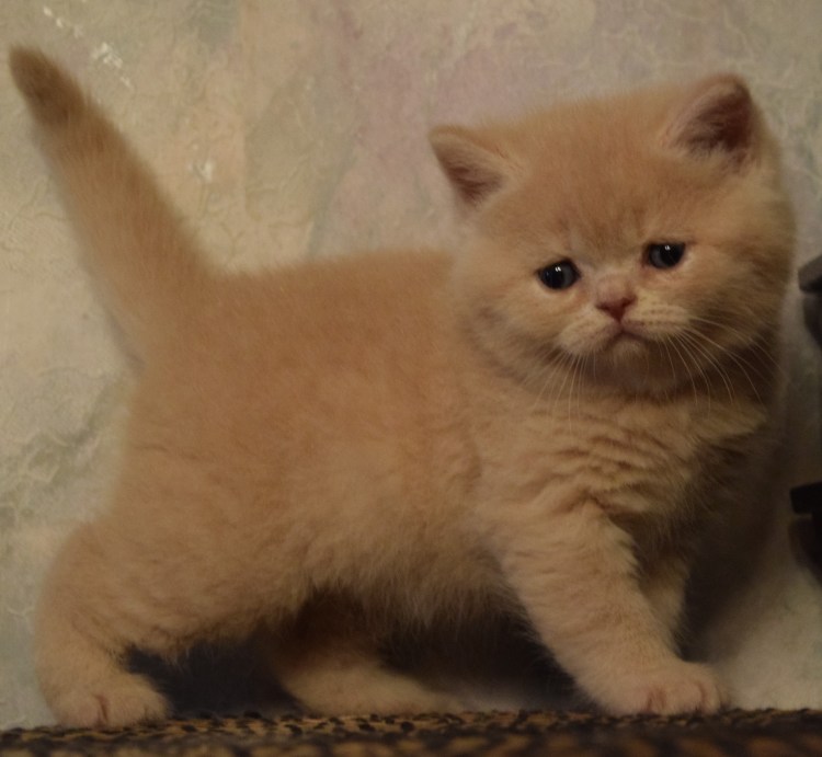 Шотландский скоттиш страйт персиковый