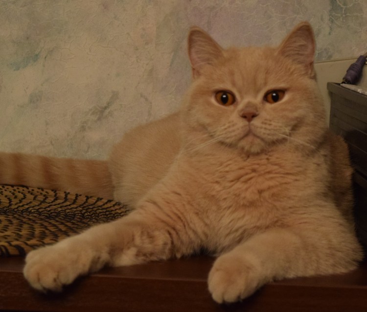 Британский кот прямоухий персиковый