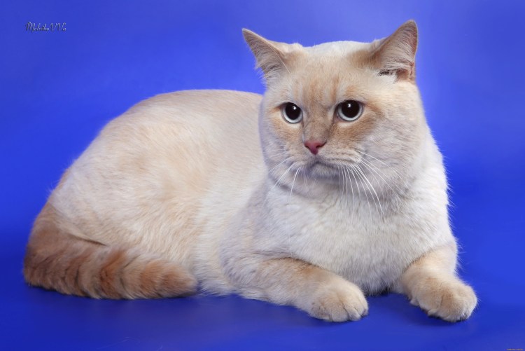 Кремовый Пойнт Британская кошка