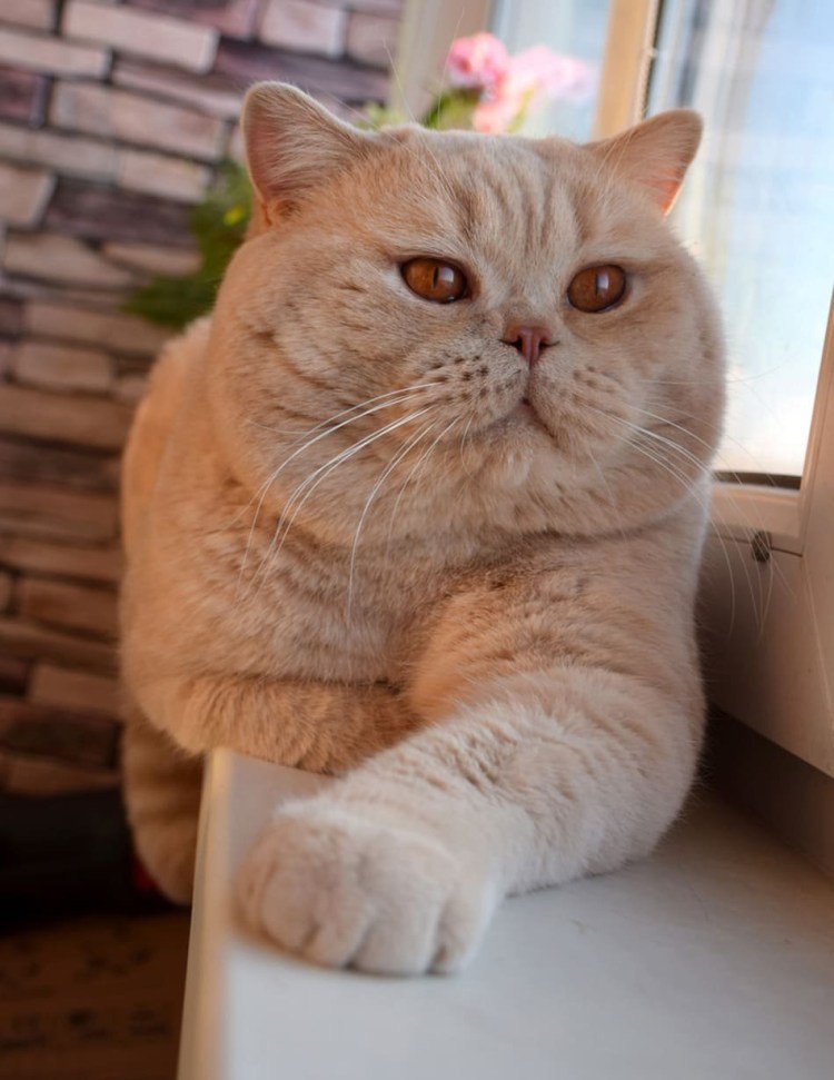 Британский Карташевский кот персиковый