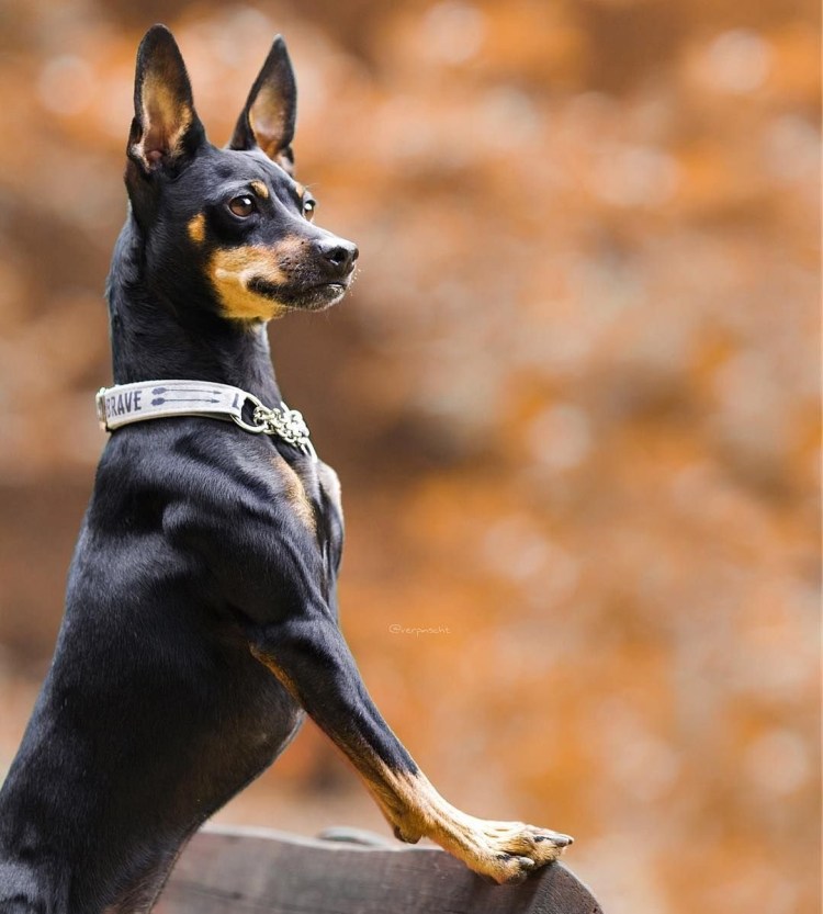 Мини Доберман-пинчер