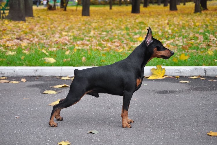 Доберман гончая