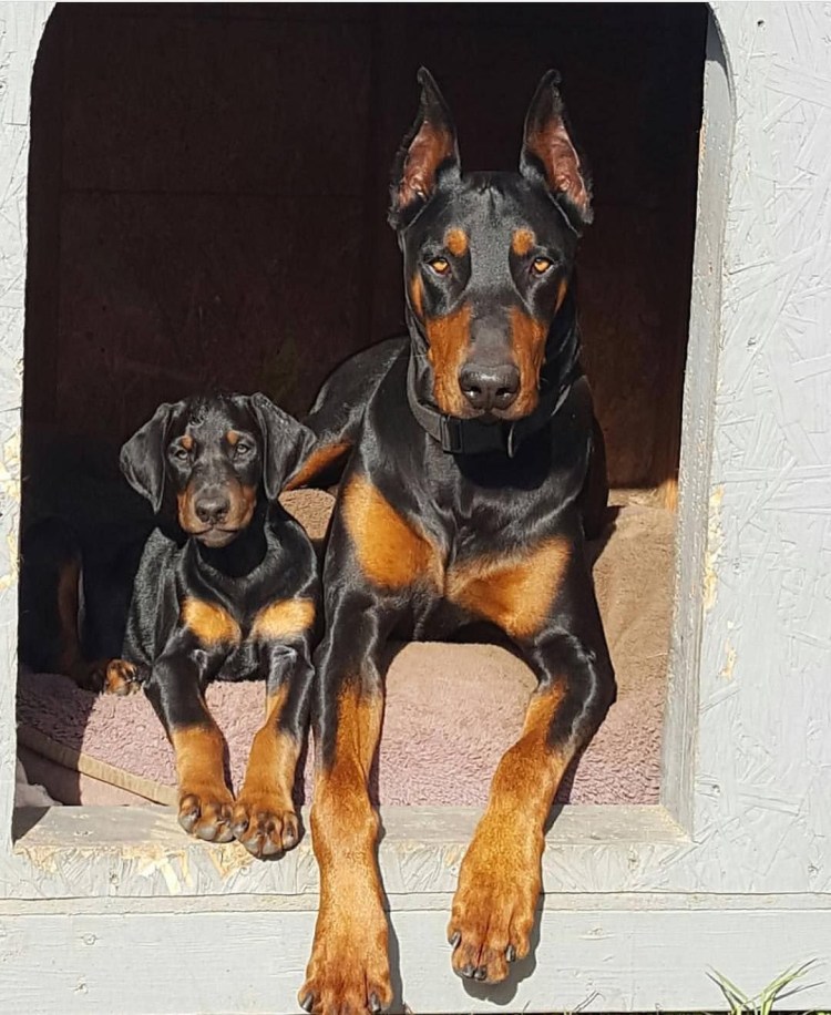 Доберман-пинчер карликовый