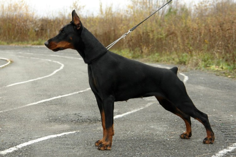 Королевский пинчер