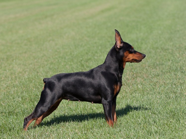 Малый Доберман