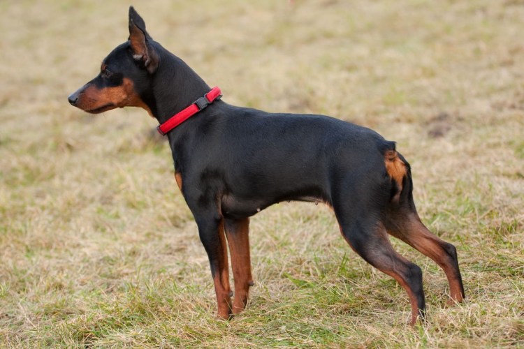 Доберман-пинчер альбинос