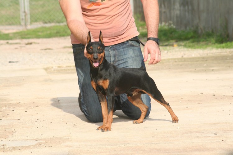 Цвергпинчер собака