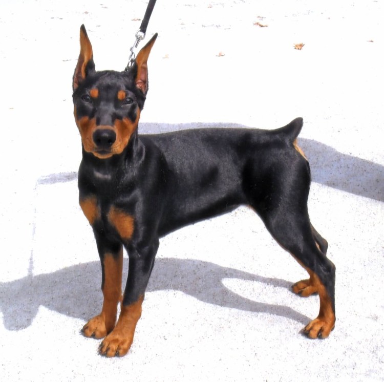 Мини Доберман Цвергпинчер