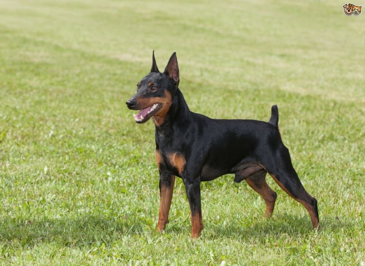 Порода Пражский крысарик