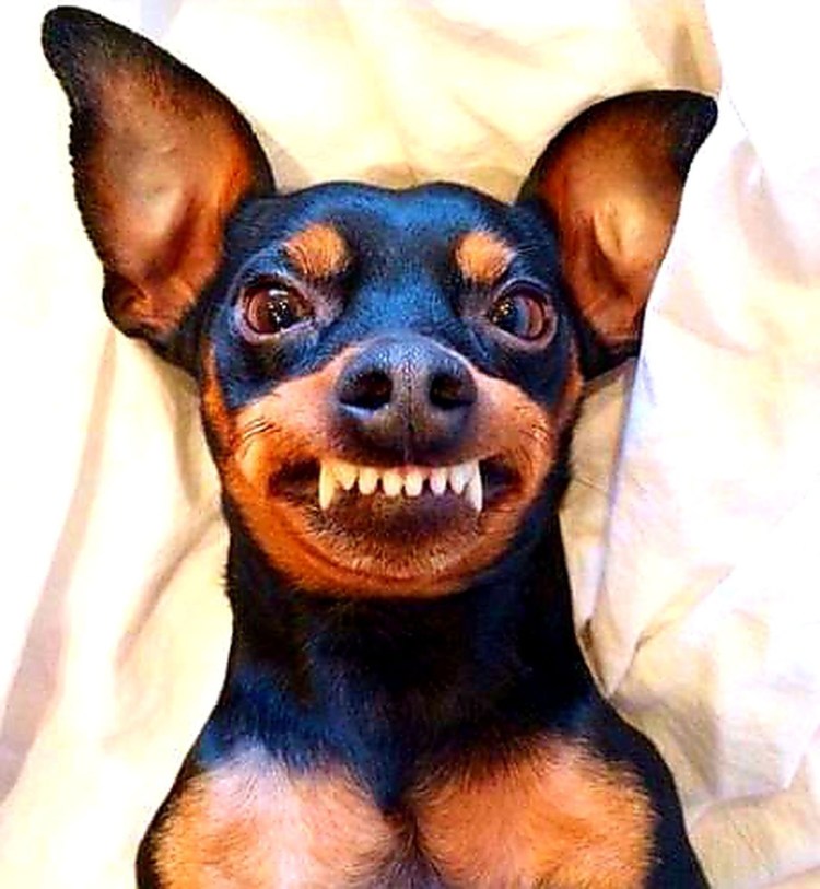 Немецкий пинчер