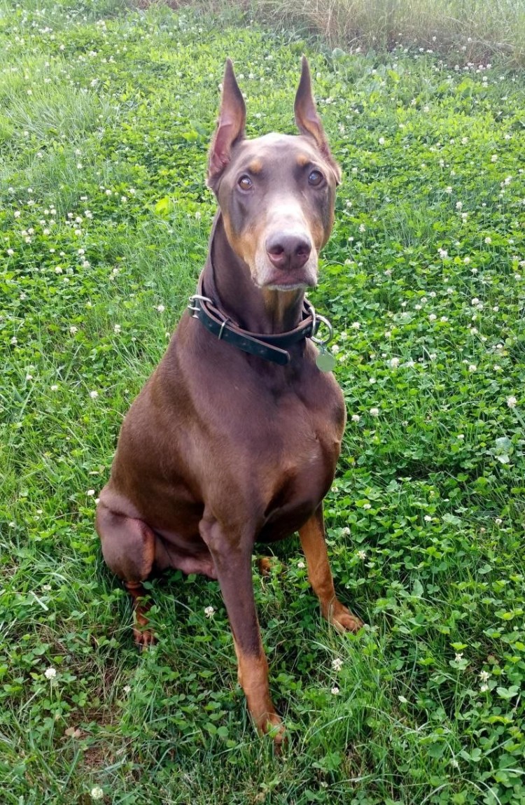 Карликовый Доберман белый