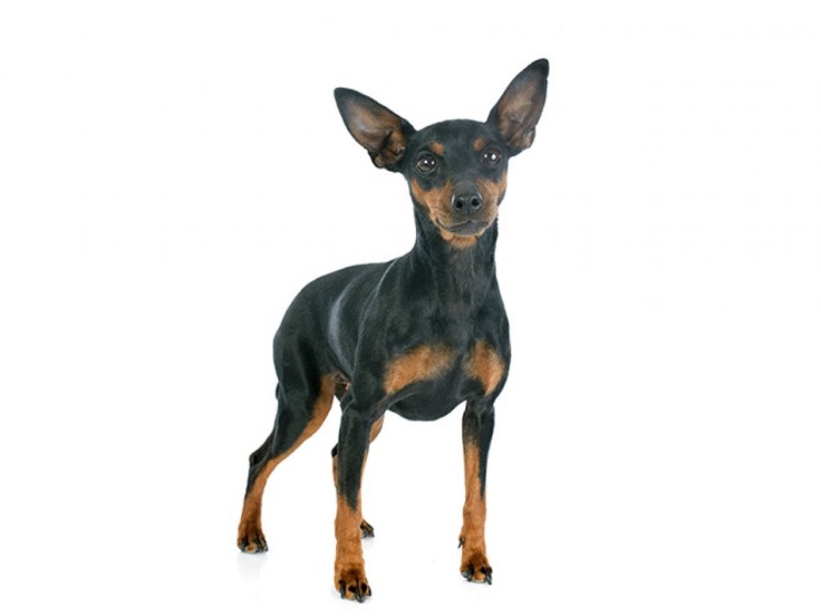 Доберман Владека Рошины