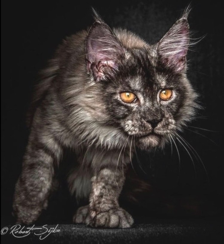 Портреты Мейн-кунов Robert Sijka