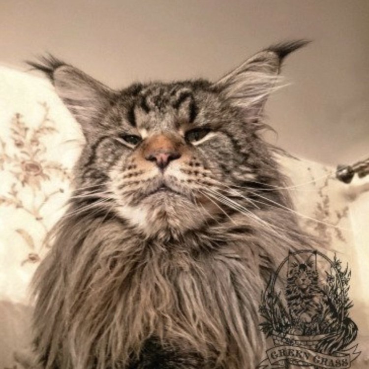 Перельман Мейн кун