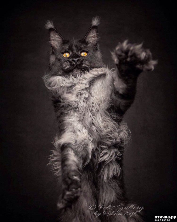 Роберт сижка величественная красота Мейн-кунов