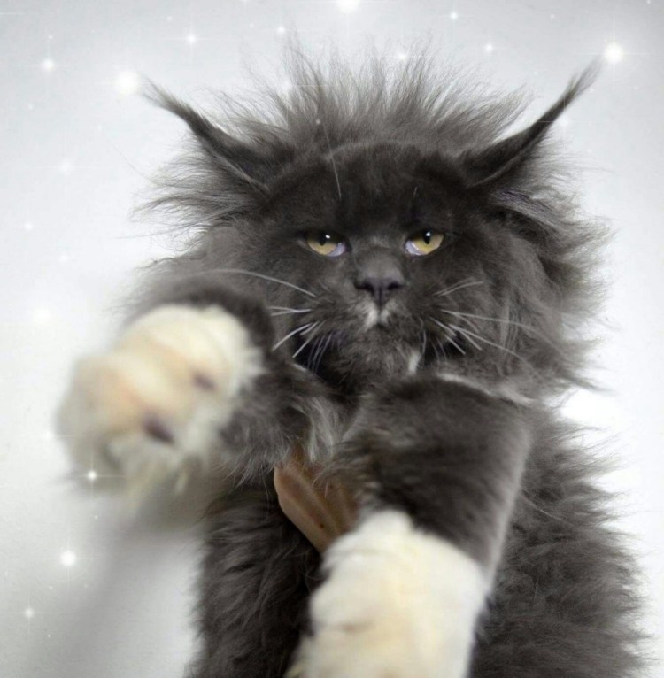 Кот Мейн кун злой