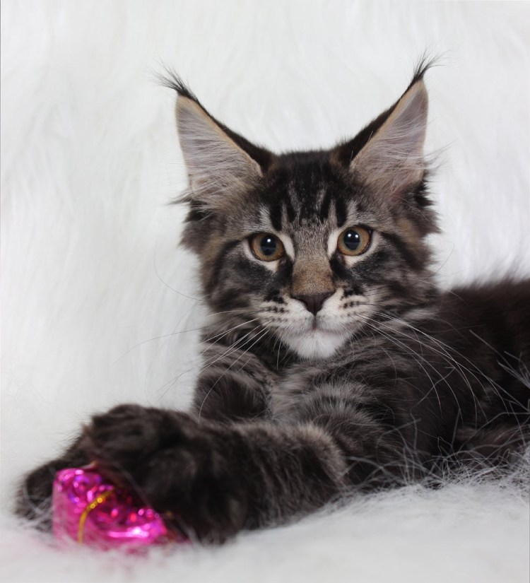 Мейн кун Павла воли фото