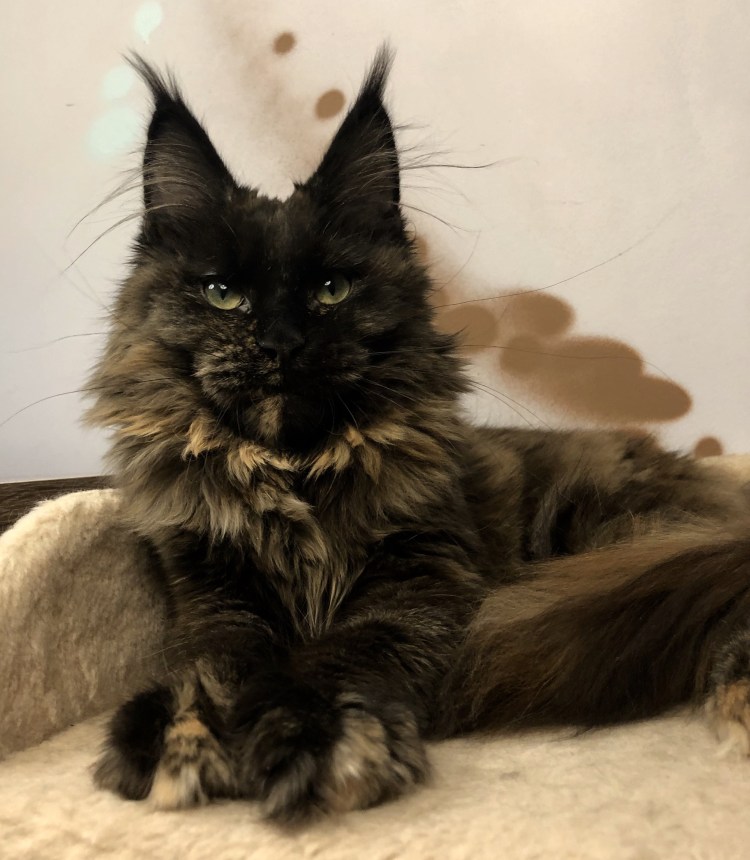 Мейн кун 12 кг