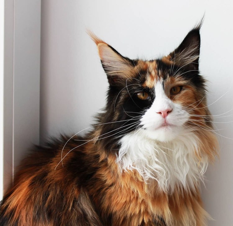 Мейн кун рекс