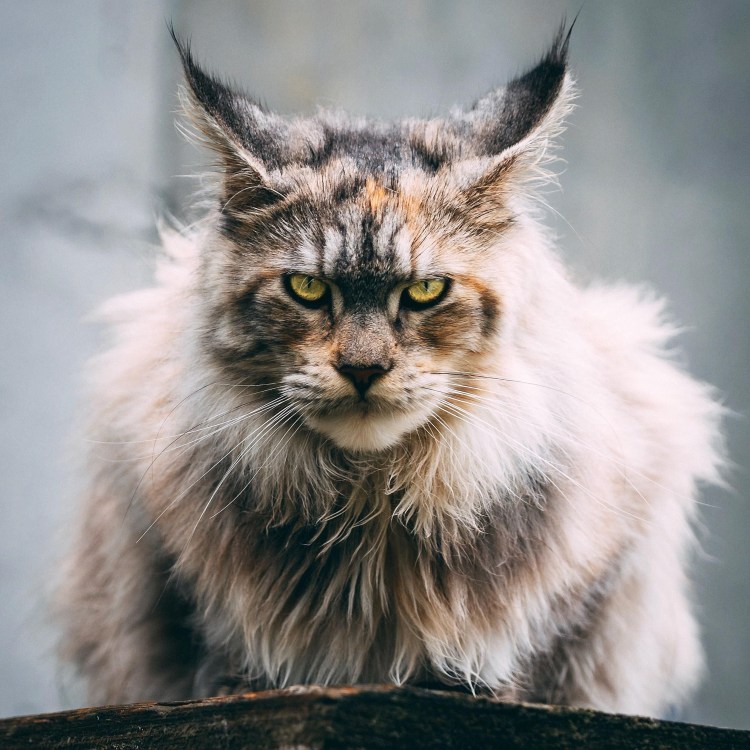 Манул и Мейн кун