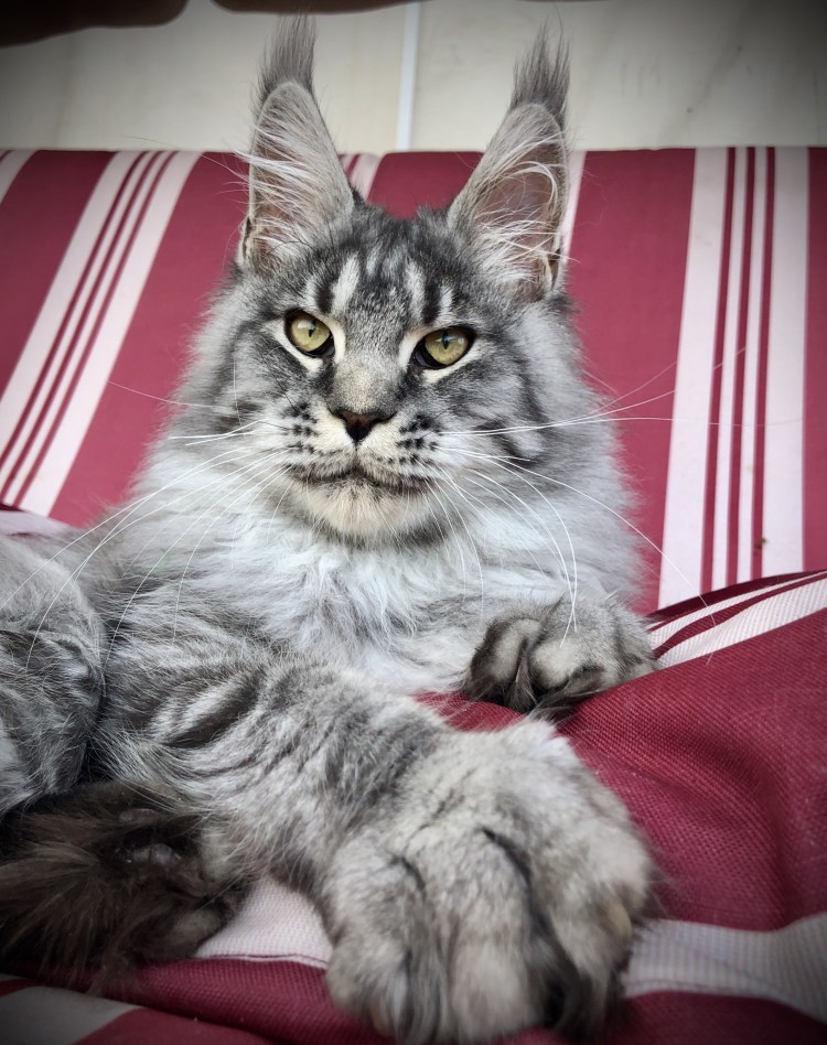 Мейн кун немецкая линия