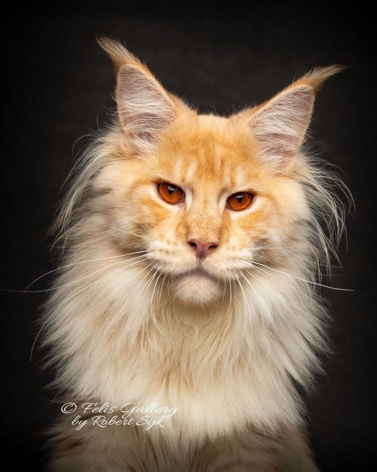 Мейн кун дымчатый