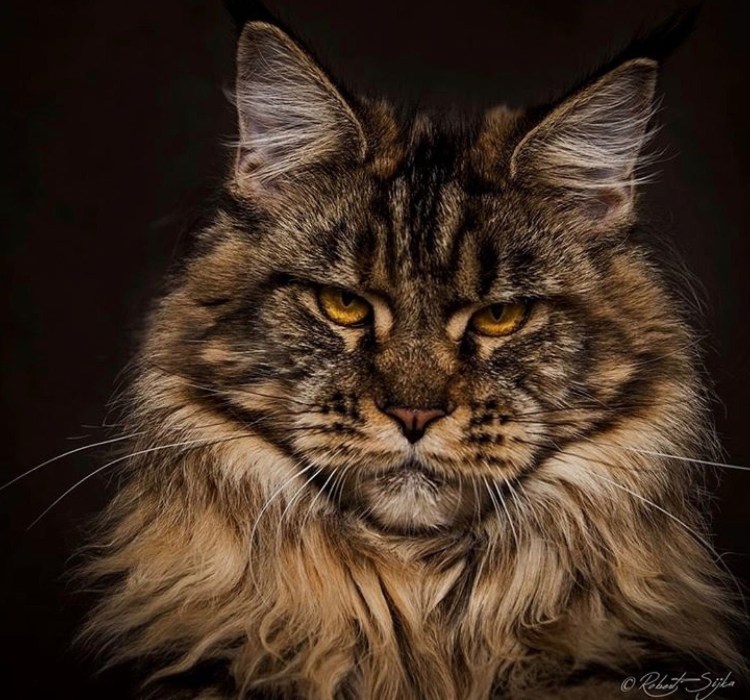 Мейн кун Валькирия