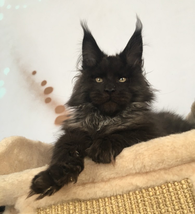 Гигантский кот Мейн кун