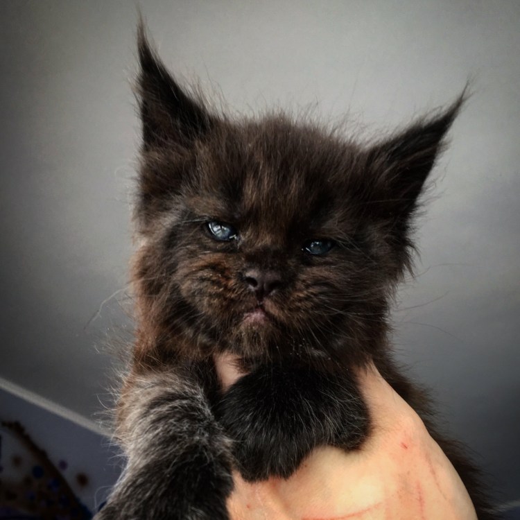 Мейн кун черный с человеческим лицом