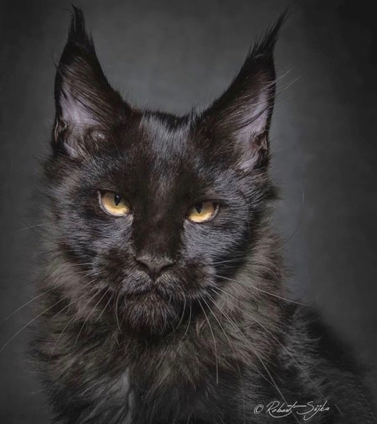 Кошка Мейн кун злой