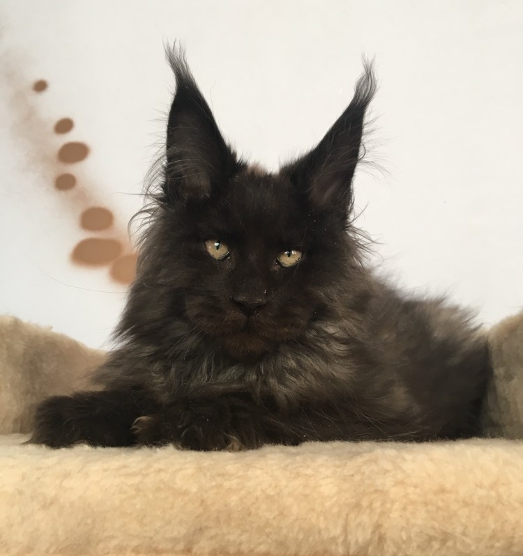 Мейн кун n 09